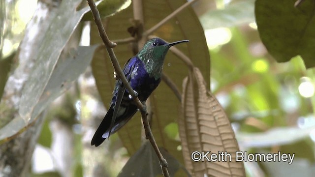 Crowned Woodnymph (Colombian Violet-crowned) - ML201039401