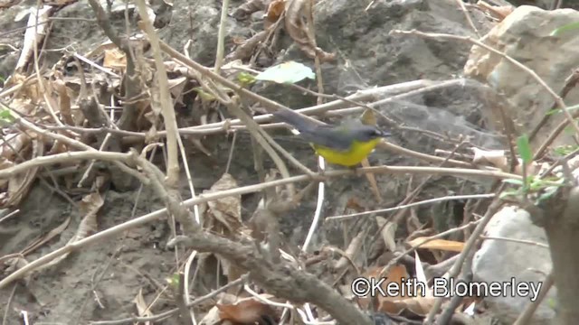 Gray-and-gold Warbler - ML201039731