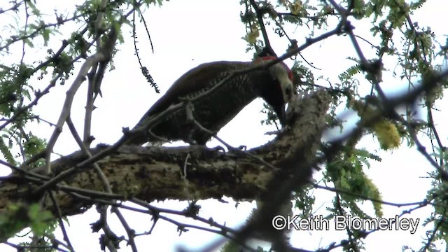 Golden-olive Woodpecker (rubripileus) - ML201039821