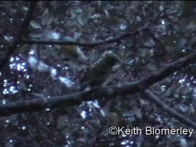 Whitehead's Broadbill - ML201040181
