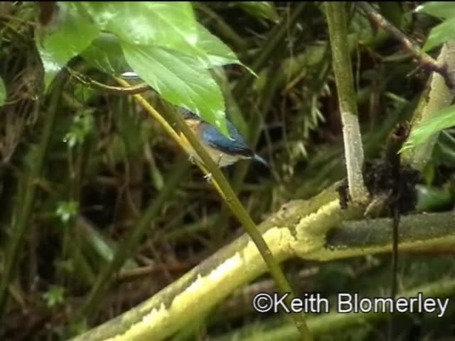 Borneo Mavi Sinekkapanı - ML201040291