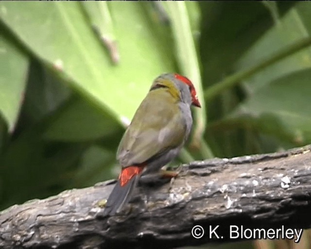 Red-browed Firetail - ML201041311
