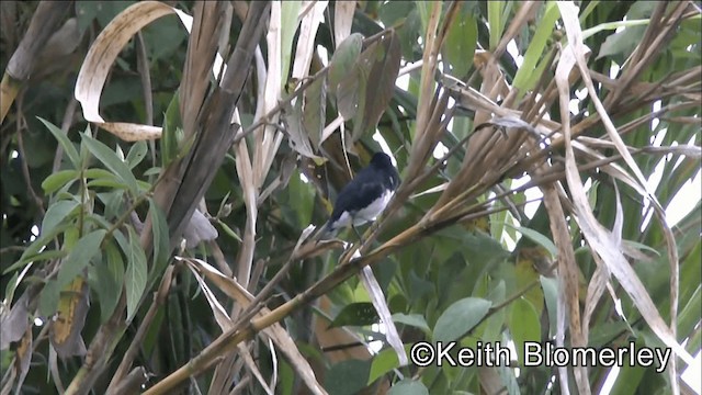 Black-and-white Seedeater - ML201042211