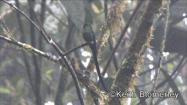 Violet-tailed Sylph - ML201042261
