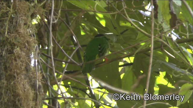 Green-and-black Fruiteater (Green-and-black) - ML201042341