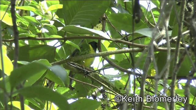 Green-and-black Fruiteater (Green-and-black) - ML201042371
