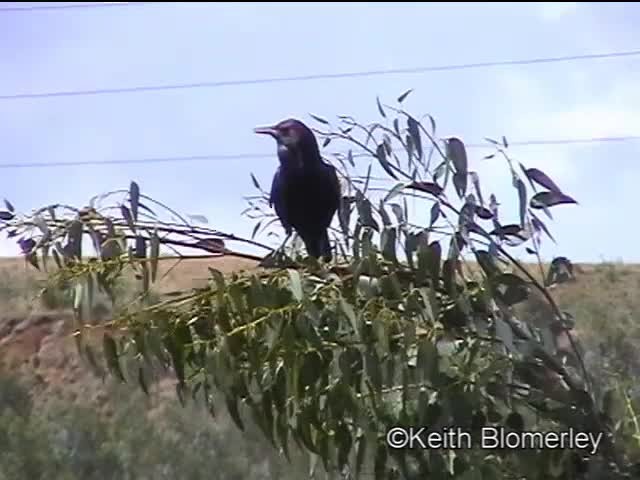 Cuervo de El Cabo - ML201042581