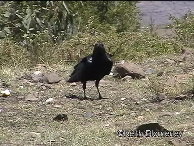Fan-tailed Raven - ML201042601