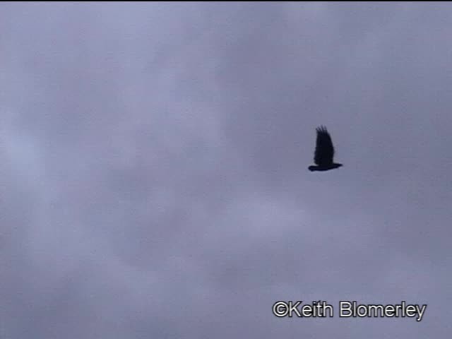 Corbeau à queue courte - ML201042611
