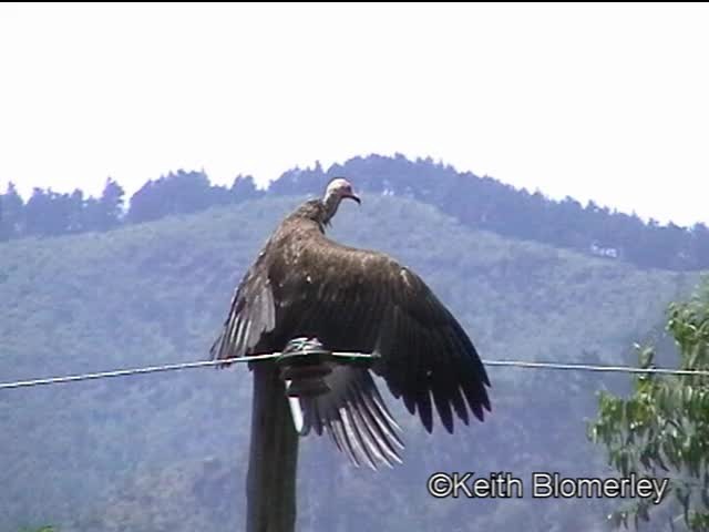 Hooded Vulture - ML201042671