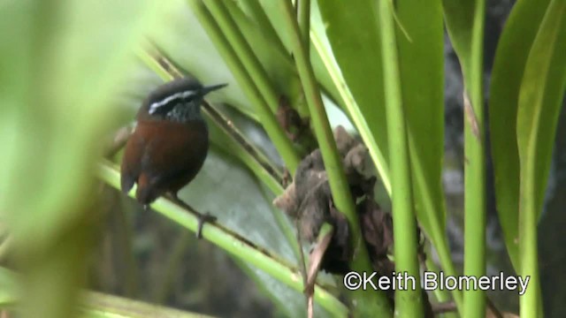 Gray-breasted Wood-Wren (Central American) - ML201042741