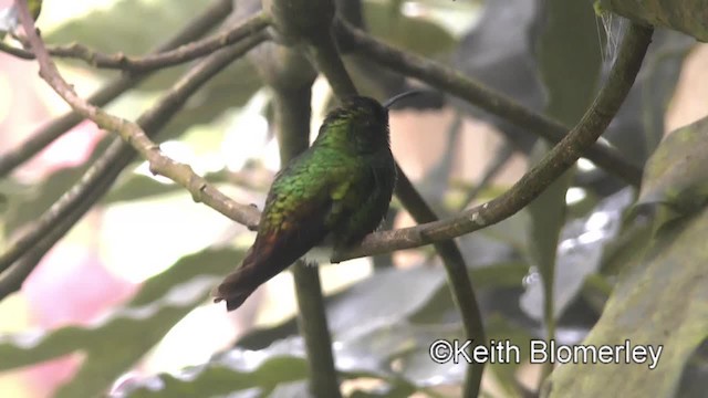 kolibřík měděnohlavý - ML201042781