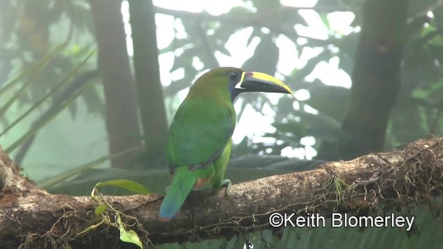 Northern Emerald-Toucanet (Blue-throated) - ML201042791