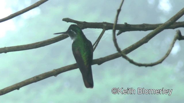 kolibřík vysočinný - ML201042801