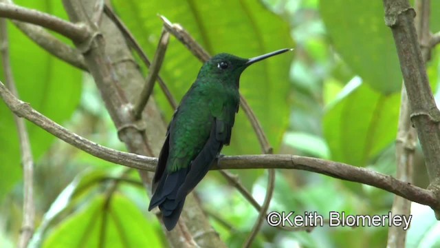 Green-crowned Brilliant - ML201042881