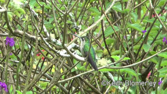 Talamanca Hummingbird - ML201042901