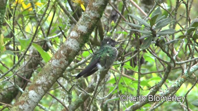 Talamanca Hummingbird - ML201042961