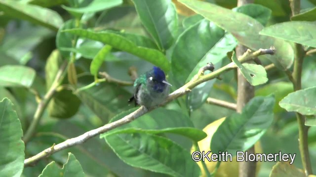 Violet-headed Hummingbird - ML201043071