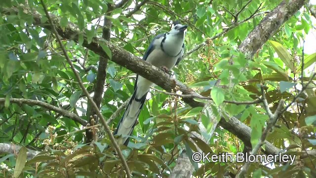 White-throated Magpie-Jay - ML201043101
