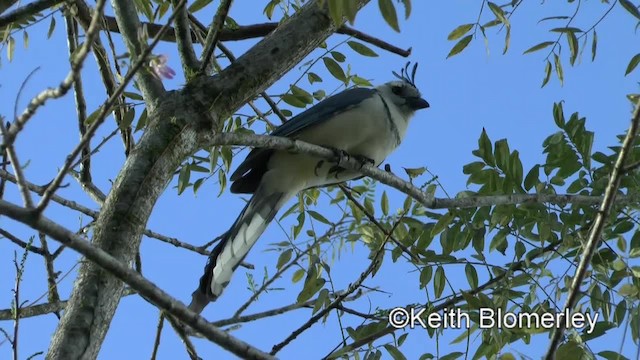  - White-throated Magpie-Jay