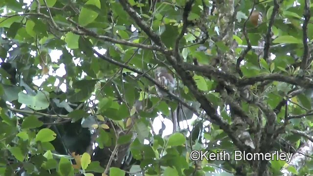Central American Pygmy-Owl - ML201043241