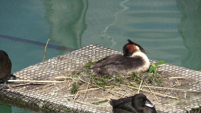 Great Crested Grebe - ML201043351