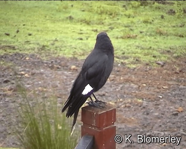 Pied Currawong - ML201043851
