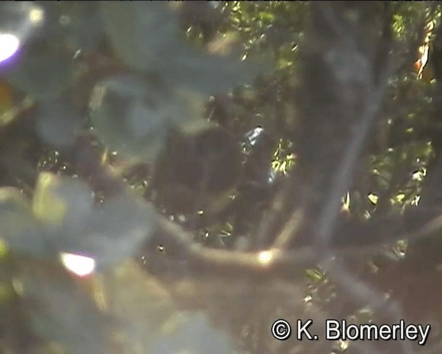 Rufous-tailed Babbler - ML201043921