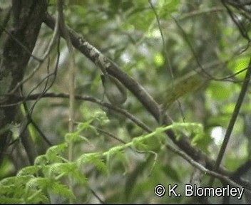 Rufous-faced Warbler - ML201044171