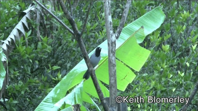 Black-faced Tanager - ML201044331