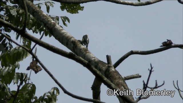 Beautiful Woodpecker - ML201044621