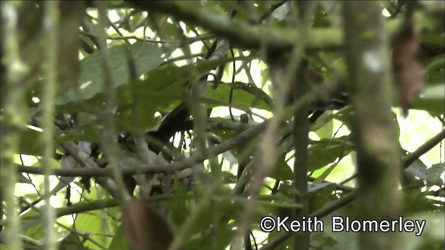 Kara Karınlı Çıtkuşu - ML201044691