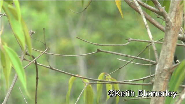 Ak Etekli Tüylü Kolibri [buffonii grubu] - ML201044761