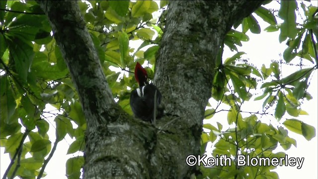 Crimson-crested Woodpecker - ML201044791