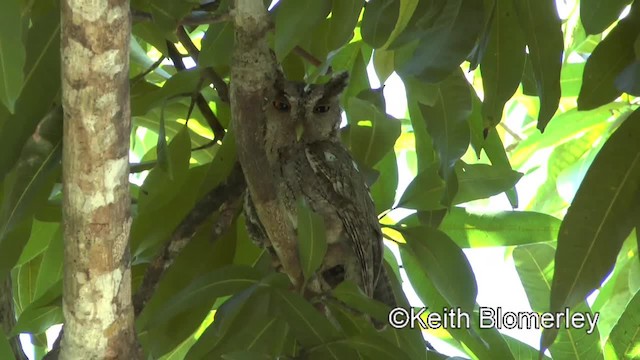 Pacific Screech-Owl (cooperi) - ML201045051