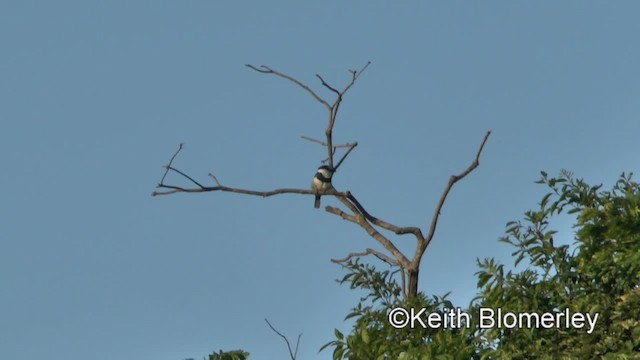 White-necked Puffbird - ML201045151