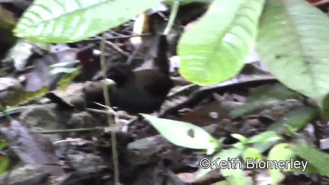 Black-faced Antthrush (Central American) - ML201045591