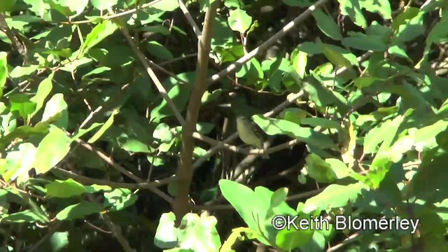 Mangrove Vireo (Southern Central America) - ML201045631