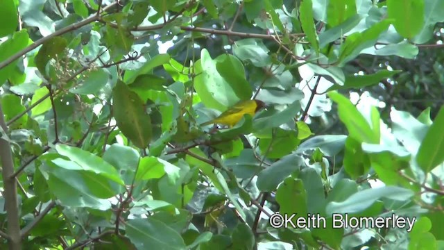Yellow Warbler (Mangrove) - ML201045641