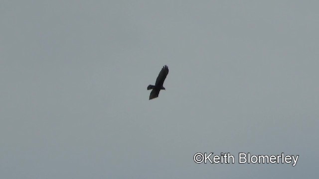Zone-tailed Hawk - ML201045671