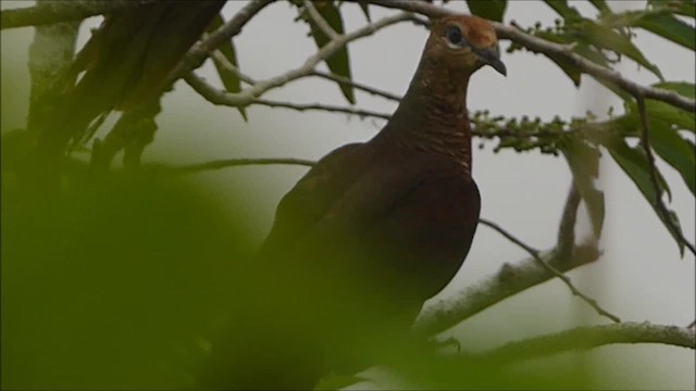 Sultan's Cuckoo-Dove (Sulawesi) - ML201046171