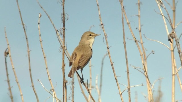 Booted Warbler - ML201046411