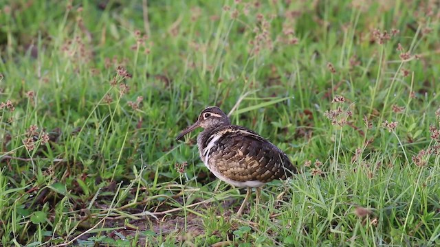 Greater Painted-Snipe - ML201046491