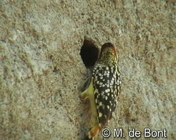 Red-and-yellow Barbet - ML201046541