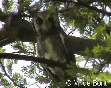 Northern White-faced Owl - ML201046661