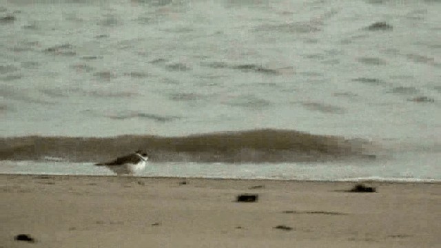 Semipalmated Plover - ML201047171