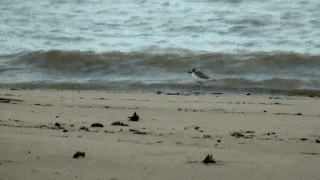 Collared Plover - ML201047181
