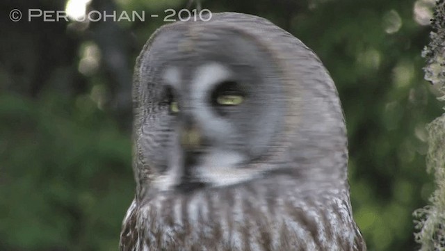 Great Gray Owl (Lapland) - ML201047311