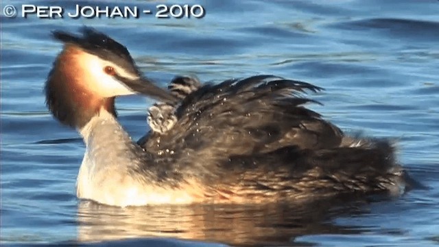 Great Crested Grebe - ML201047451