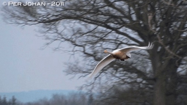 Whooper Swan - ML201047711